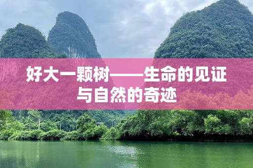 好大一颗树——生命的见证与自然的奇迹