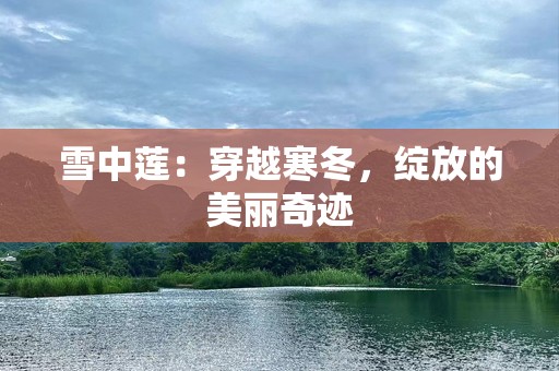 雪中莲：穿越寒冬，绽放的美丽奇迹