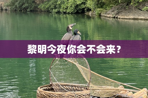黎明今夜你会不会来？