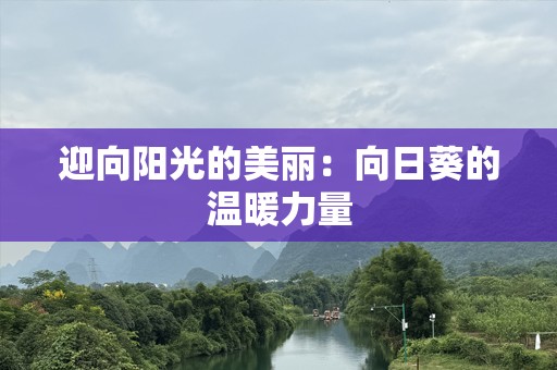 迎向阳光的美丽：向日葵的温暖力量