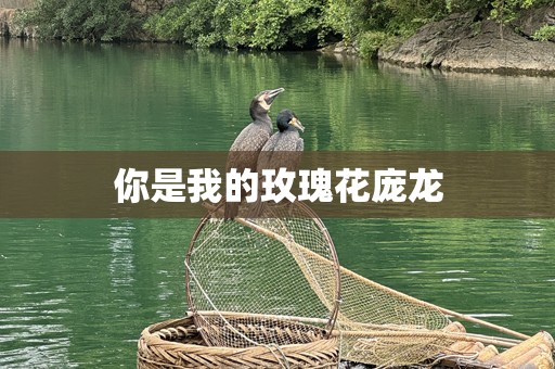 你是我的玫瑰花庞龙