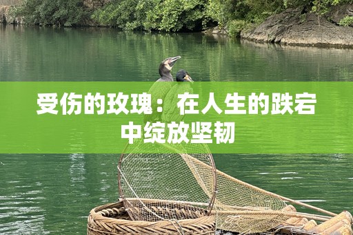 受伤的玫瑰：在人生的跌宕中绽放坚韧