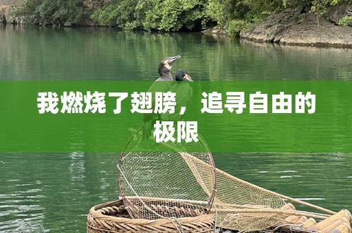 我燃烧了翅膀，追寻自由的极限