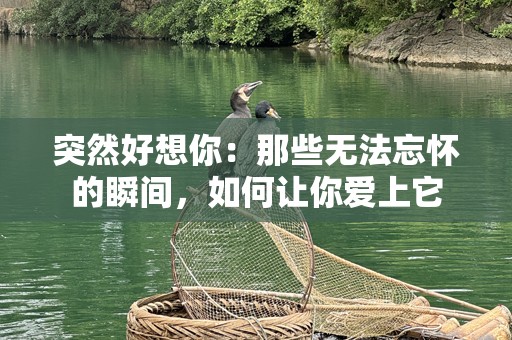 突然好想你：那些无法忘怀的瞬间，如何让你爱上它