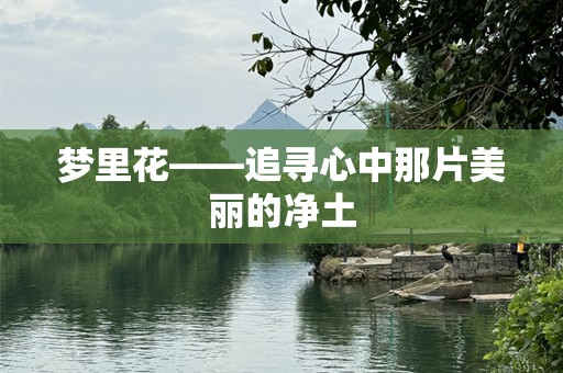梦里花——追寻心中那片美丽的净土