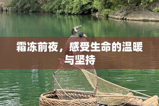 霜冻前夜，感受生命的温暖与坚持