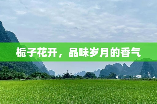 栀子花开，品味岁月的香气