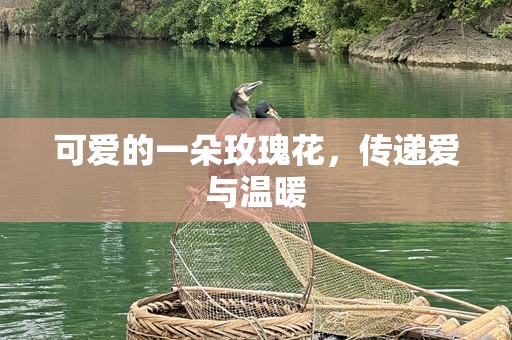 可爱的一朵玫瑰花，传递爱与温暖