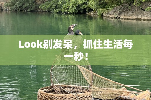 Look别发呆，抓住生活每一秒！