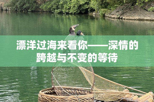 漂洋过海来看你——深情的跨越与不变的等待
