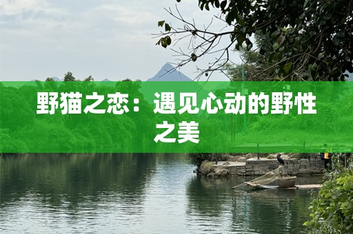 野猫之恋：遇见心动的野性之美