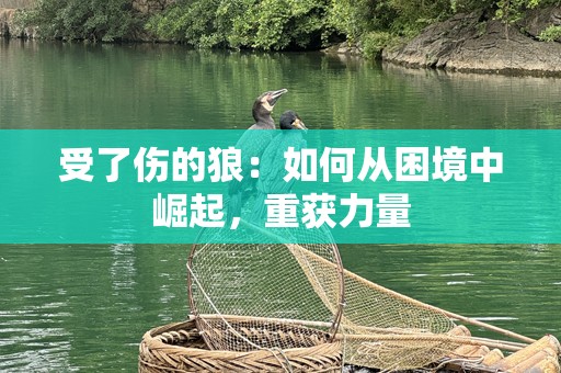 受了伤的狼：如何从困境中崛起，重获力量