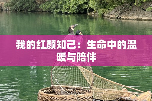 我的红颜知己：生命中的温暖与陪伴