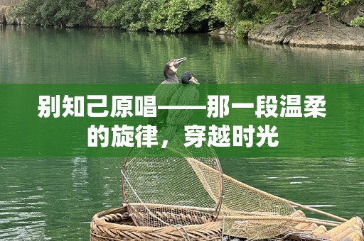 别知己原唱——那一段温柔的旋律，穿越时光