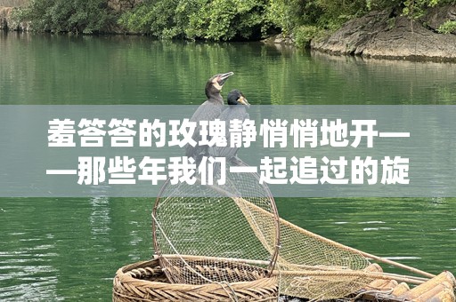 羞答答的玫瑰静悄悄地开——那些年我们一起追过的旋律