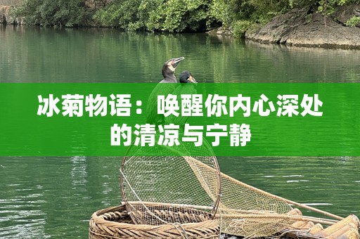 冰菊物语：唤醒你内心深处的清凉与宁静