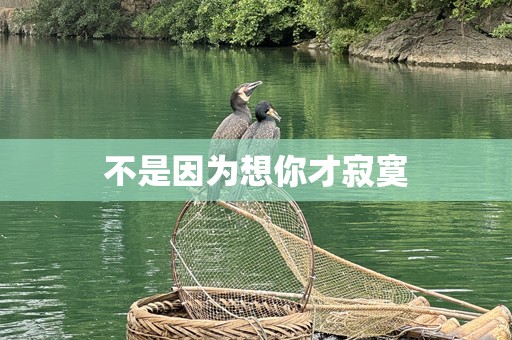 不是因为想你才寂寞