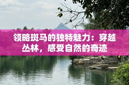 领略斑马的独特魅力：穿越丛林，感受自然的奇迹