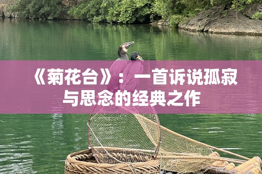 《菊花台》：一首诉说孤寂与思念的经典之作