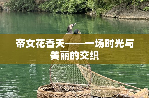 帝女花香夭——一场时光与美丽的交织