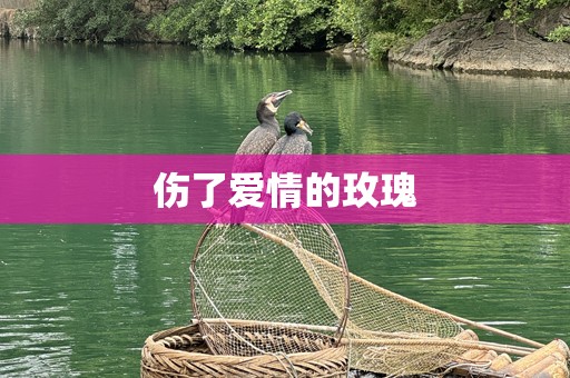 伤了爱情的玫瑰